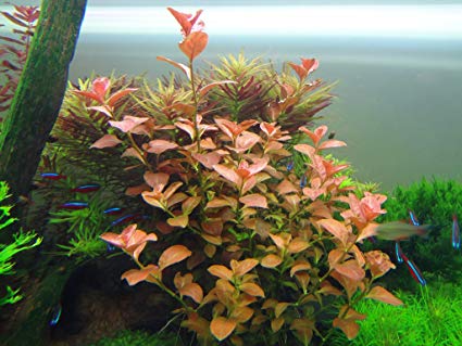ludwigia repens.jpg