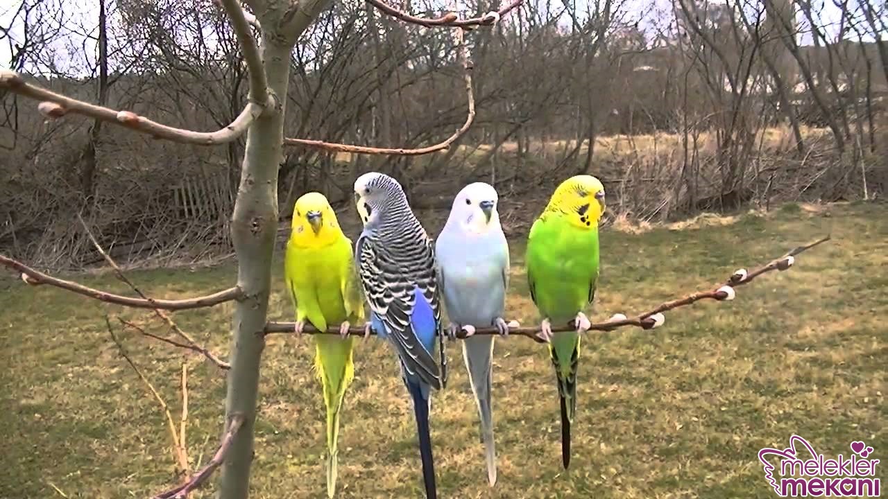 muhabbet kuşu 0.jpg