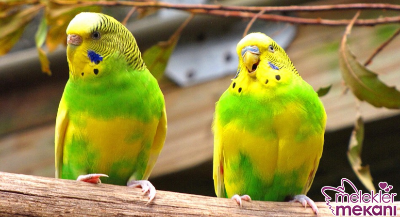 muhabbet kuşu 2.png