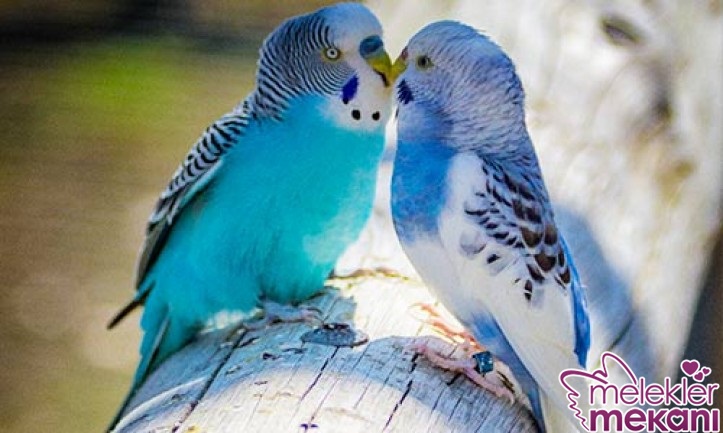 muhabbet kuşu 3.jpg