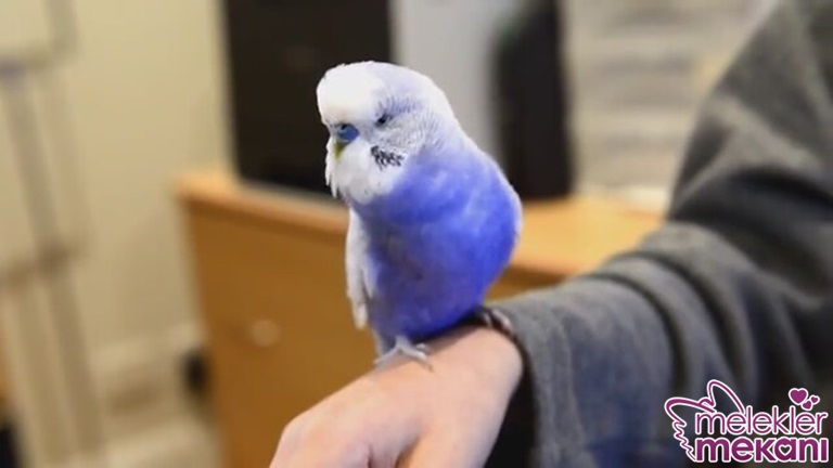 muhabbet kuşu 4.jpg