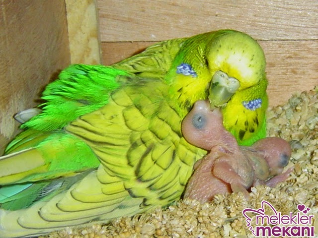 muhabbet kuşu 6.jpg