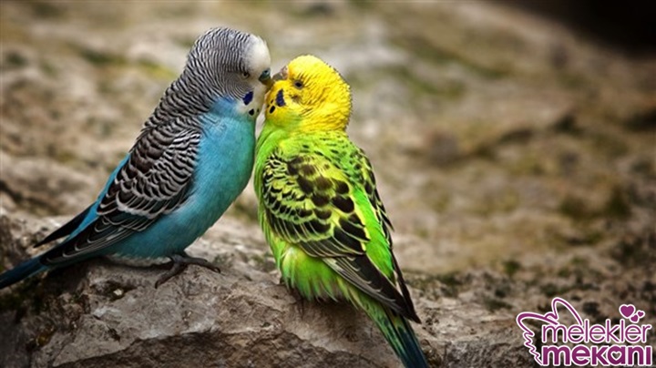 muhabbet kuşu 7.jpg