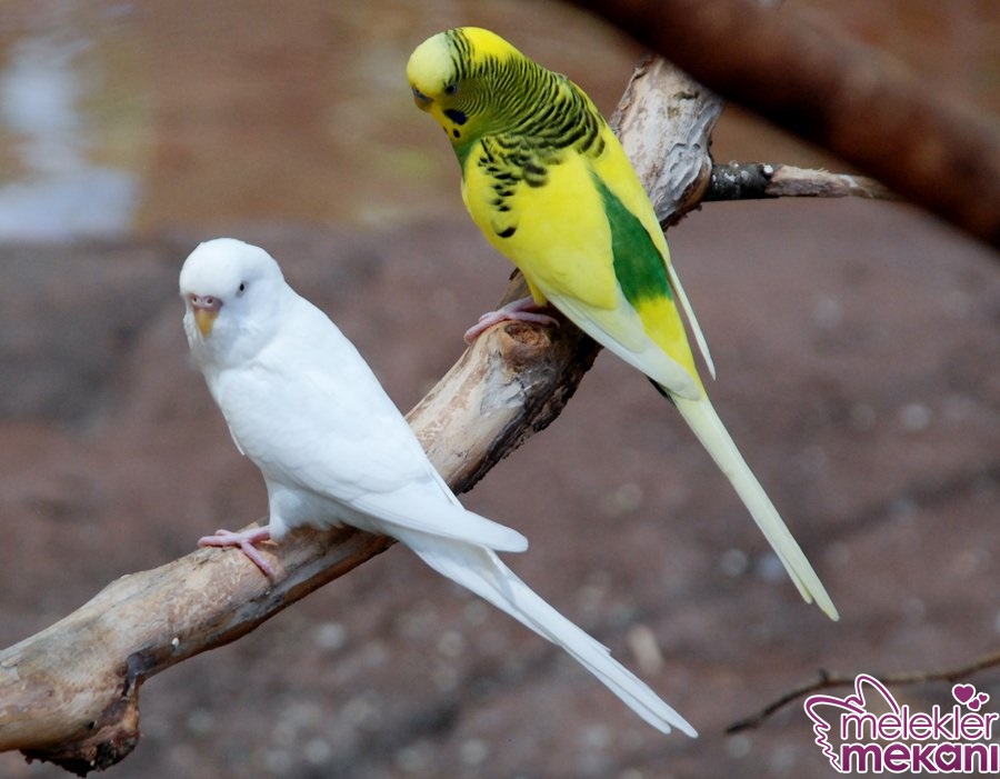 muhabbet kuşu 8.jpg