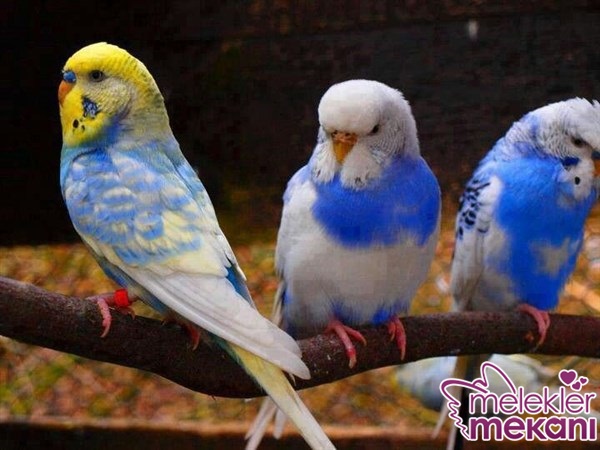 muhabbet kuşu 9.jpg