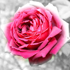 pembe avatar (9).jpg