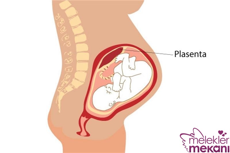 plasenta nedir.jpg