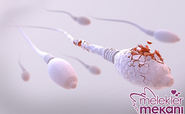 şeker hastalığı sperm kalitesini etkilermi.jpg