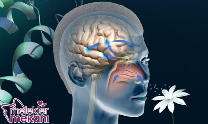 sentetik kokular.jpg