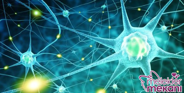 serotonin fazlalığı serotonin testi.jpg