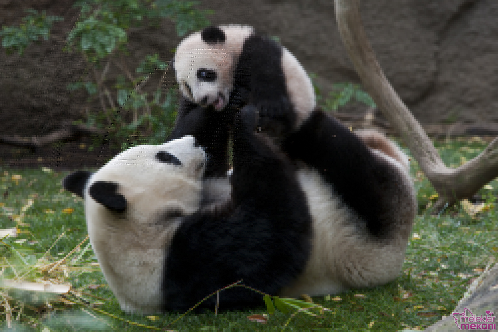 sevimli panda resimleri_ (2).jpg