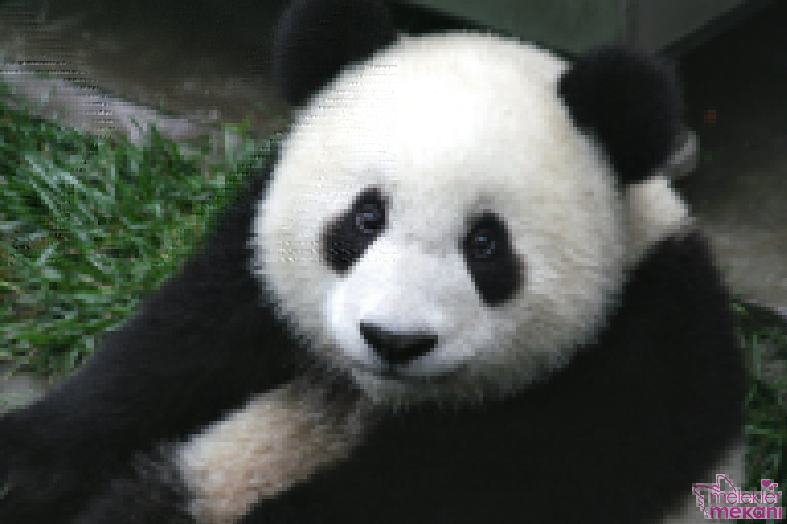 sevimli panda resimleri_ (5).jpg