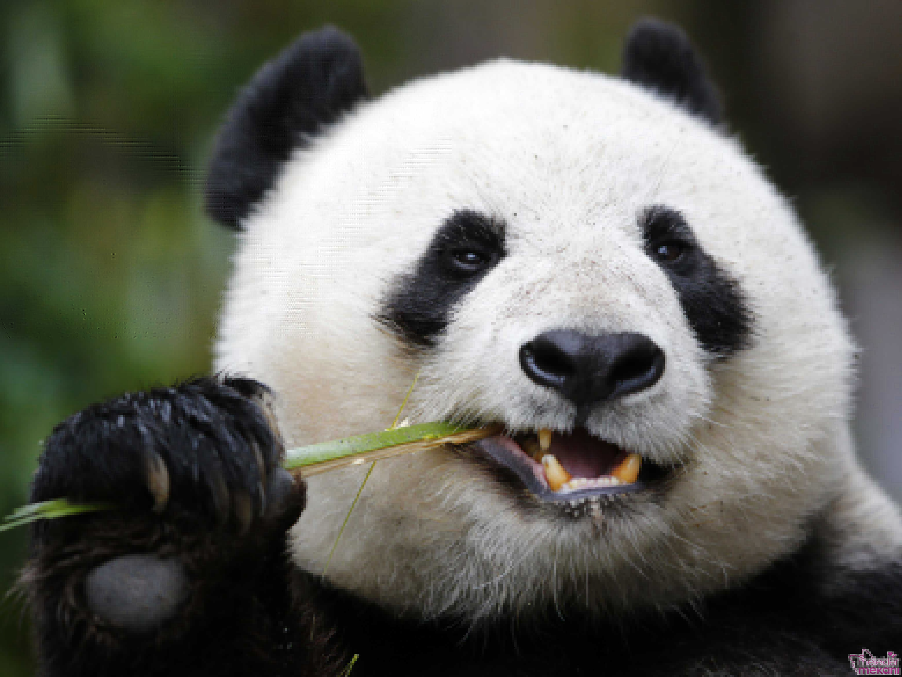 sevimli panda resimleri_ (6).jpg