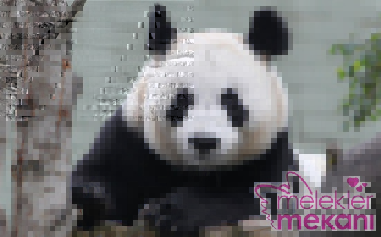 sevimli panda resimleri_ (7).jpg