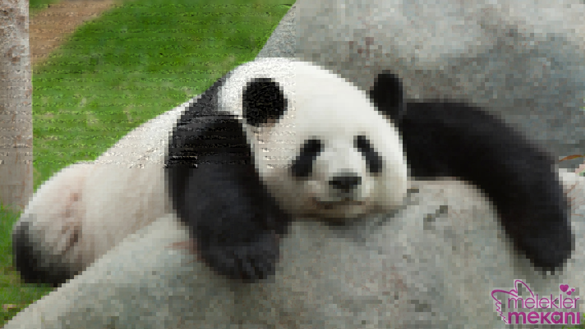 sevimli panda resimleri_ (8).jpg