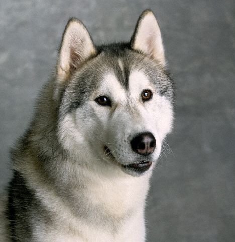 Sibirya Kurdu Husky.jpg