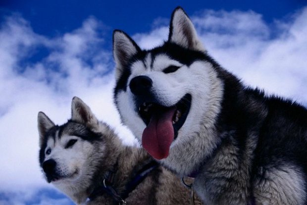 sibirya kurdu husky resimleri.jpg