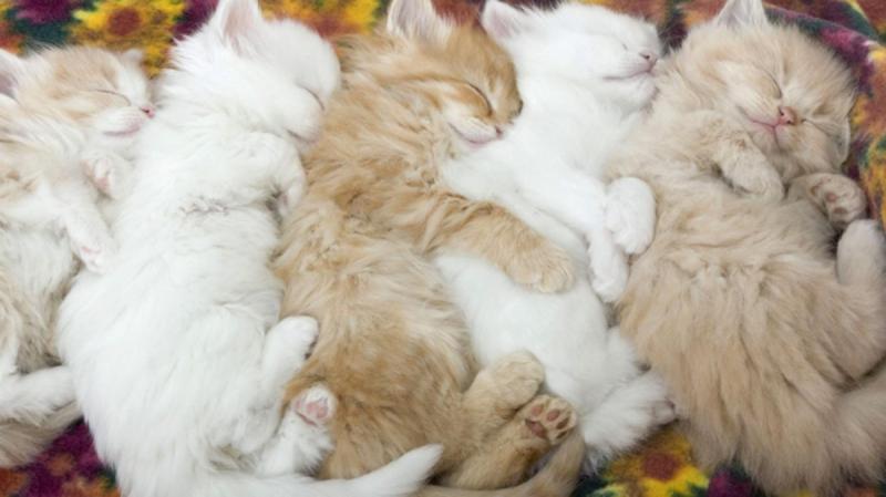 şirin kedi resimleri 6.jpg