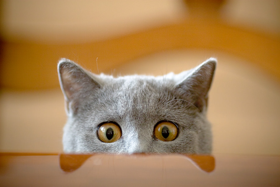 şirin kedi resimleri 7.jpg