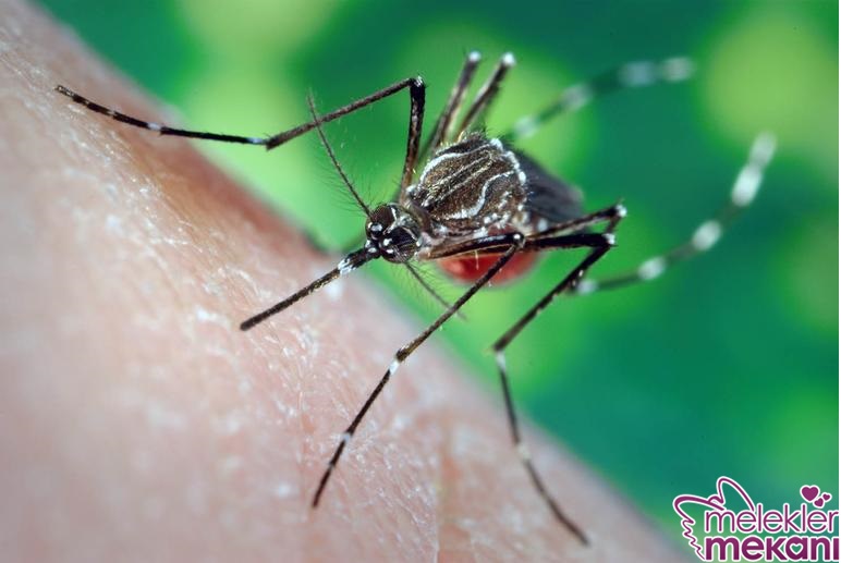 sivrisineklerden korunma.jpg