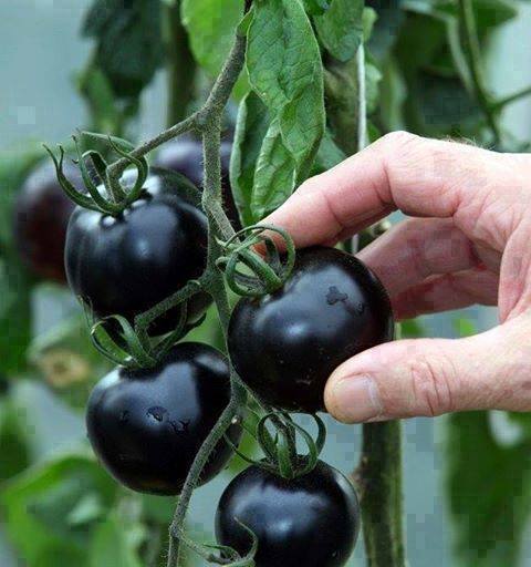 siyah domates.jpg