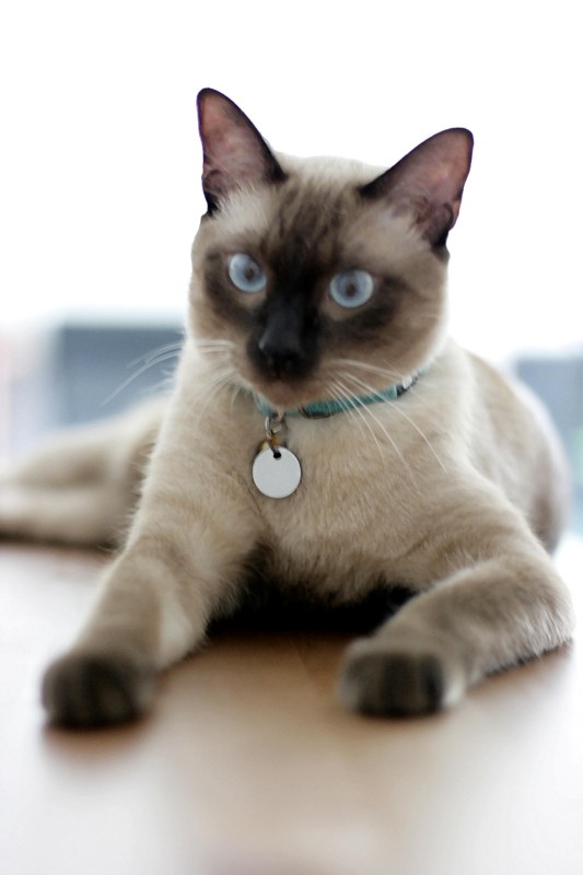 SİYAM KEDİSİ RESİMLERİ (2).jpg