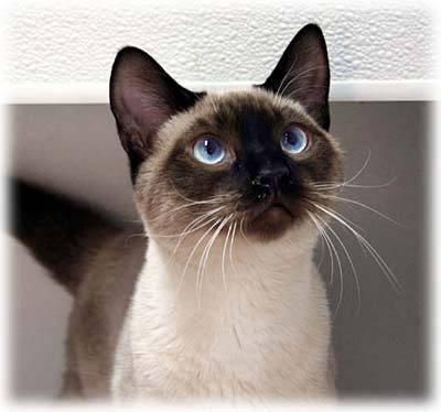 SİYAM KEDİSİ RESİMLERİ (3).jpg