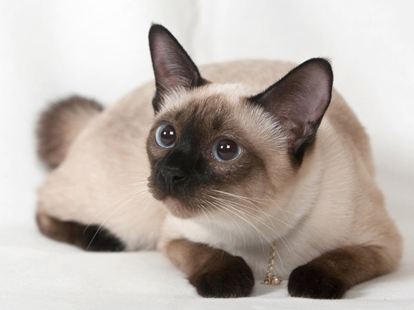 SİYAM KEDİSİ RESİMLERİ (8).jpg