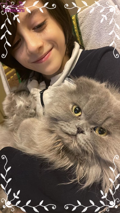 skottish kedi resimleri (1).jpg