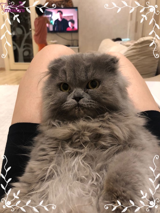 skottish kedi resimleri (10).jpg