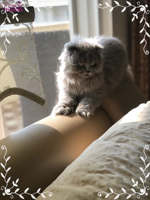 skottish kedi resimleri (13).jpg