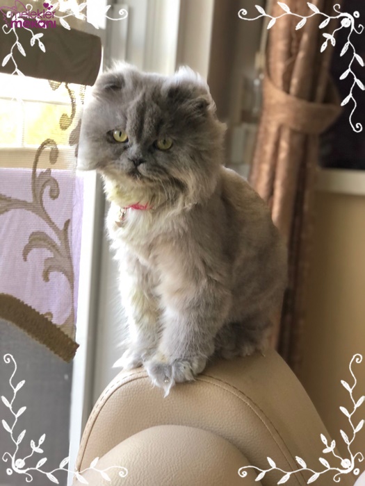 skottish kedi resimleri (14).jpg