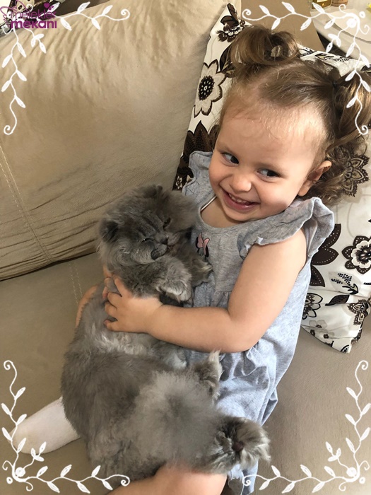 skottish kedi resimleri (15).jpg