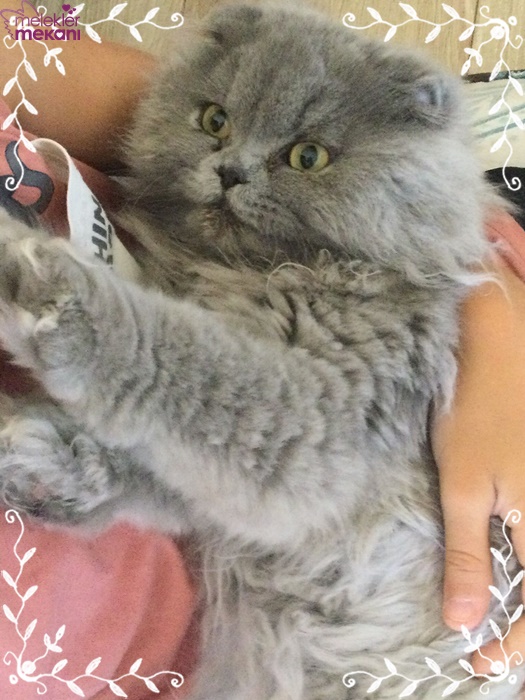 skottish kedi resimleri (2).jpg