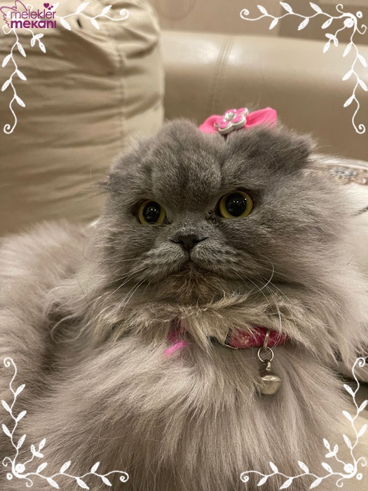 skottish kedi resimleri (4).jpg