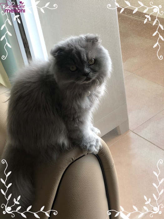 skottish kedi resimleri (5).jpg