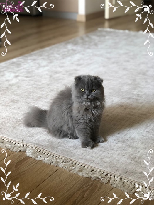 skottish kedi resimleri (6).jpg