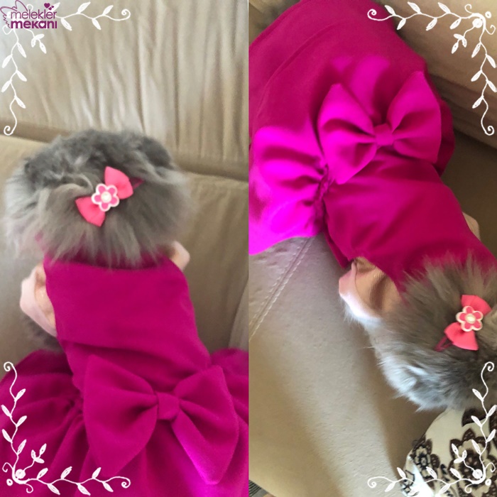 skottish kedi resimleri (7).jpg