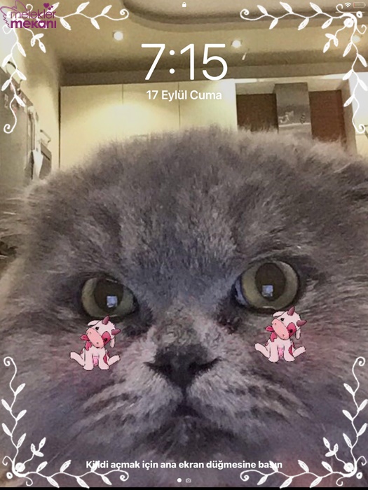 skottish kedi resimleri (8).jpg