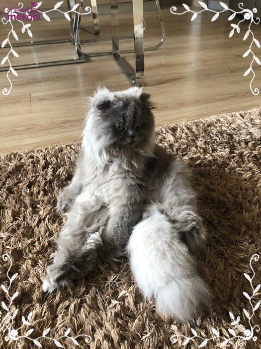 skottish kedi resimleri (9).jpg