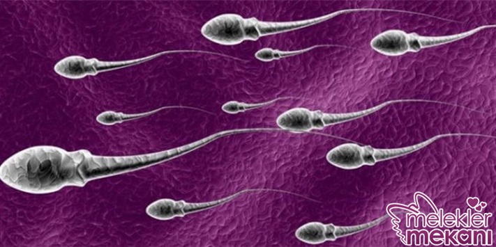 sperm anomalisi.jpg