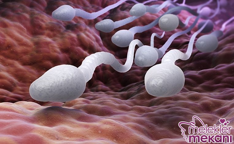 sperm testi.jpg