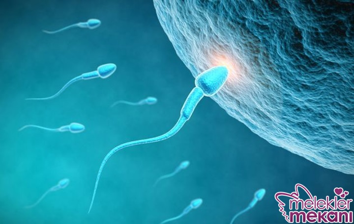 spermin yumurtaya nufüz etmesi 4.jpg