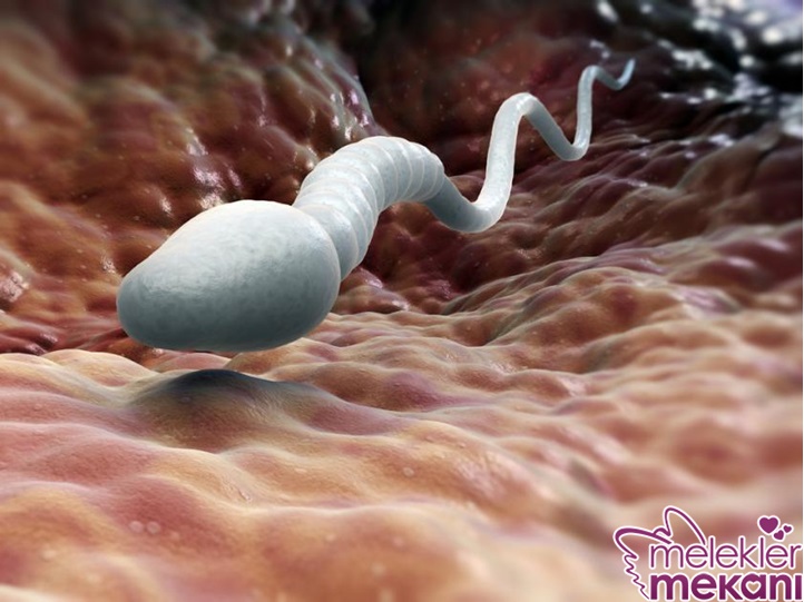 spermlerin uzun yolculuğu 3.jpg