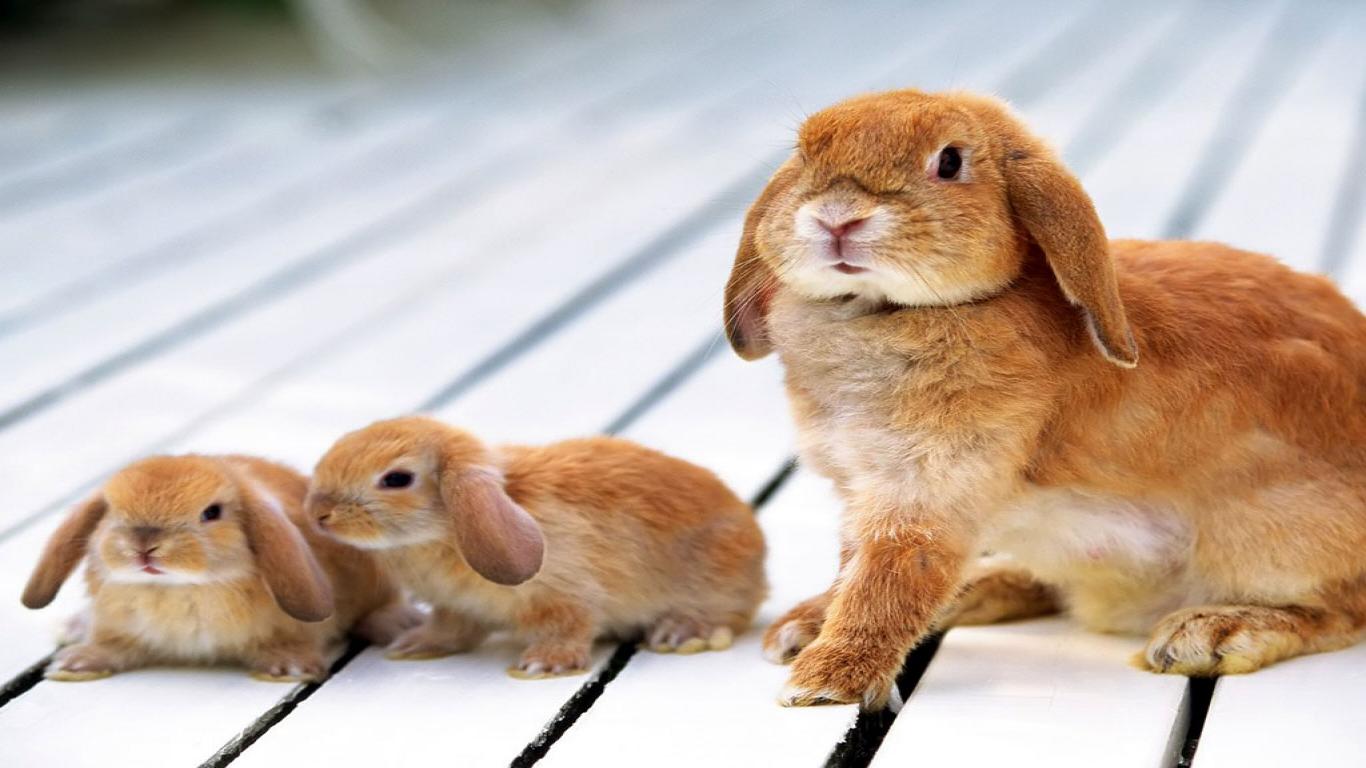 tavşan yavrusu 0.jpg