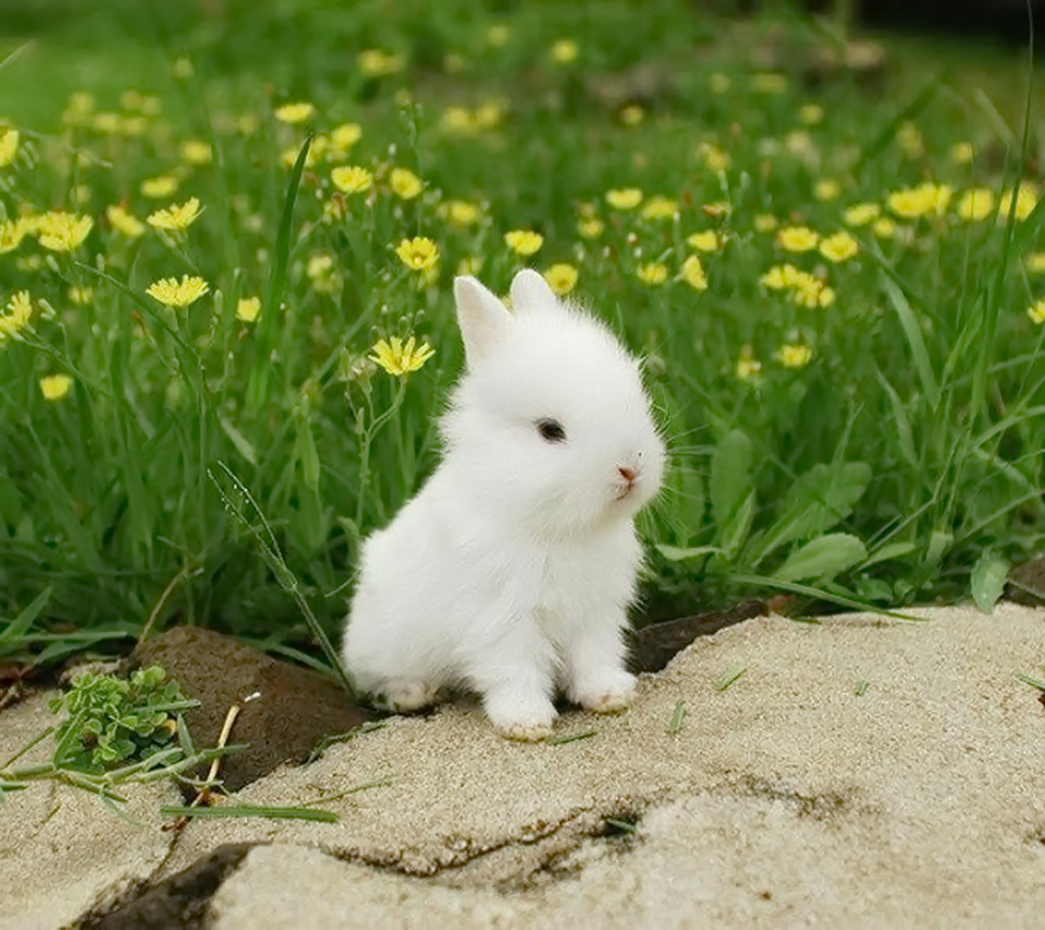 tavşan yavrusu 1.jpg