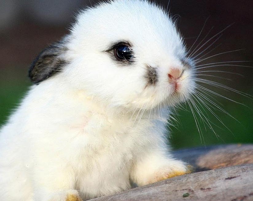tavşan yavrusu 2.jpg