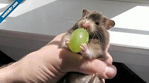 uzum-yiyen-hamster_t000.jpg