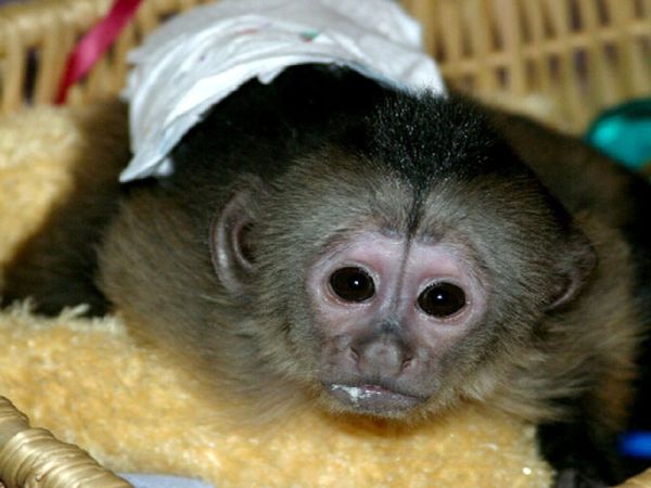 yavru maymun  1.jpg