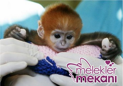 yavru maymun 3.JPG